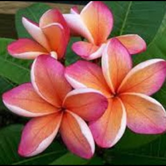 Meet your Posher, Pam - Picture 1 of 1